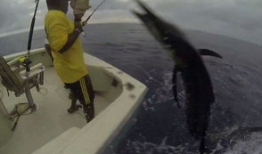 旗鱼视频,探索海洋奥秘，畅游视觉盛宴