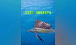 旗鱼视频,探索海洋奥秘，畅游视觉盛宴